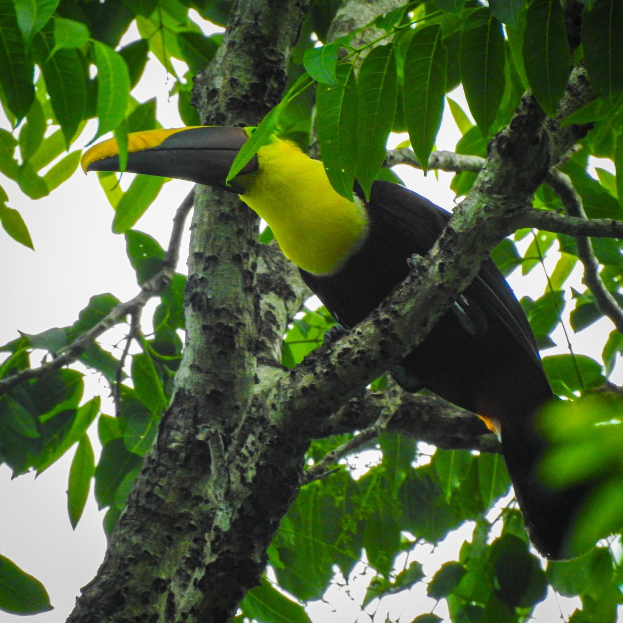 Selva Color - Forest & Beach Ecolodge Quebrada Ganado Экстерьер фото