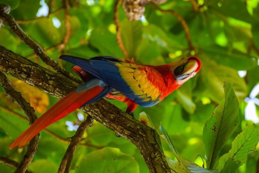 Selva Color - Forest & Beach Ecolodge Quebrada Ganado Экстерьер фото